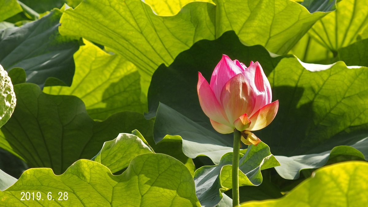f:id:moritarou3:20190629205730j:plain