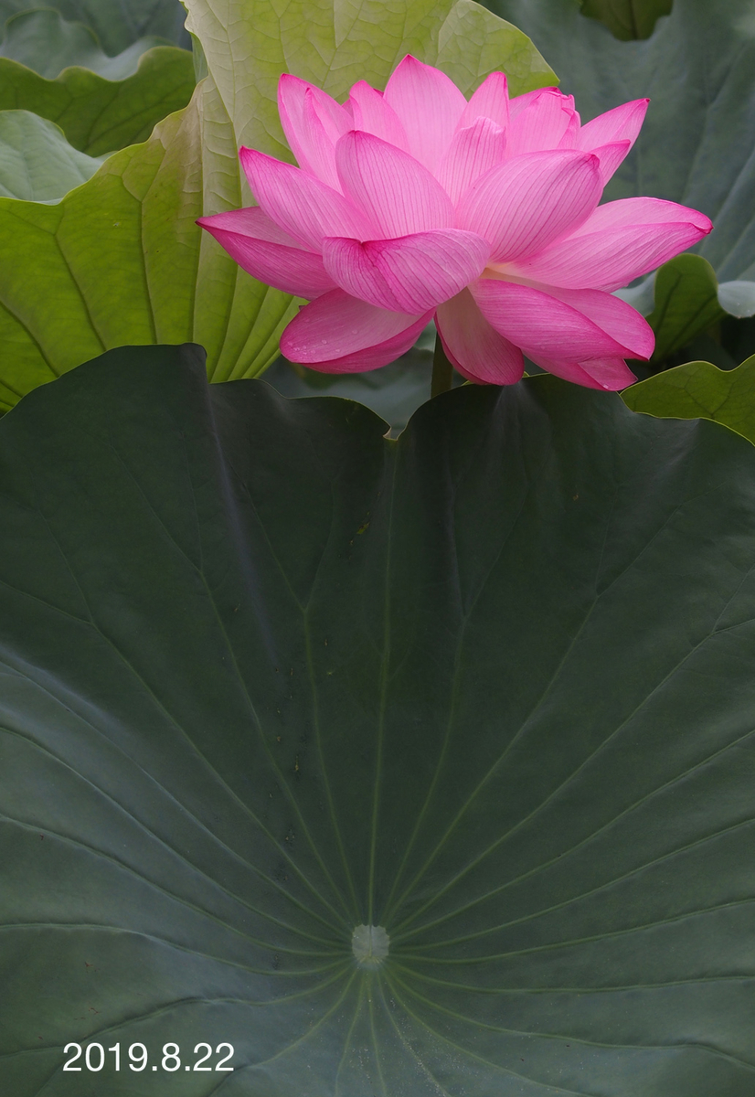 f:id:moritarou3:20190826234749j:plain