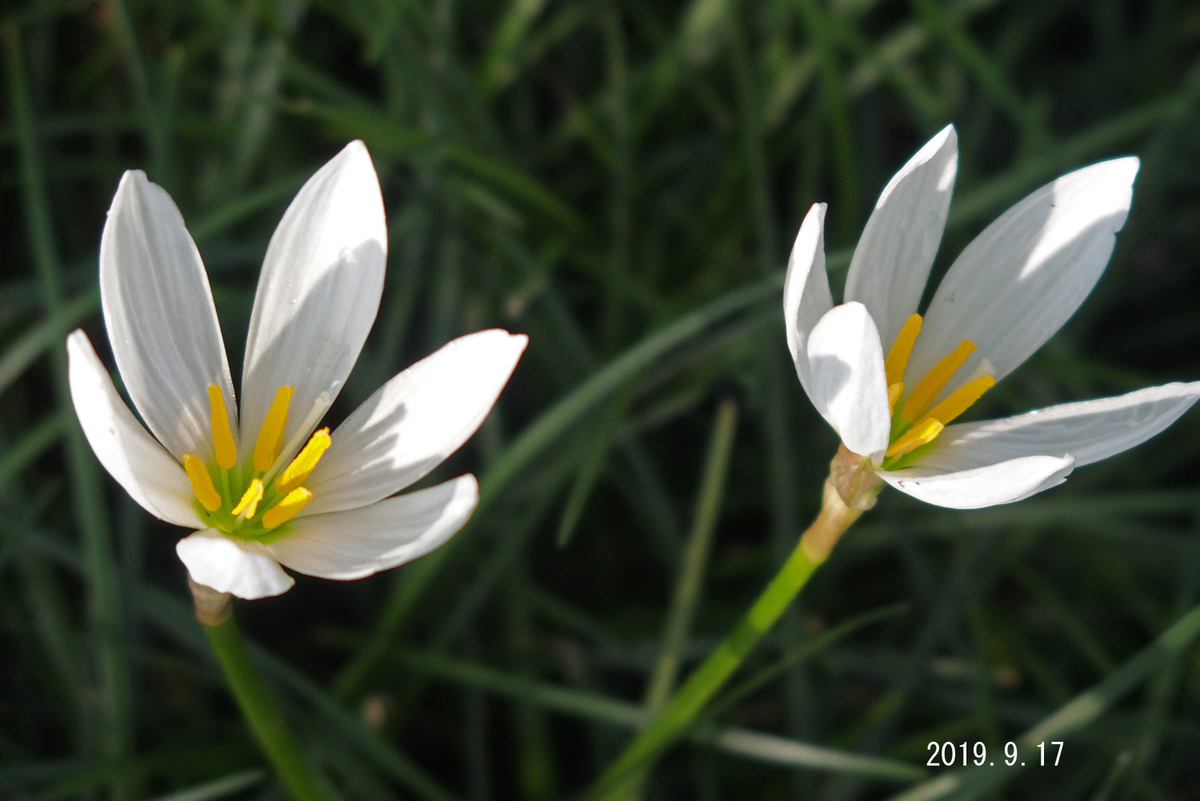 f:id:moritarou3:20190919184745j:plain