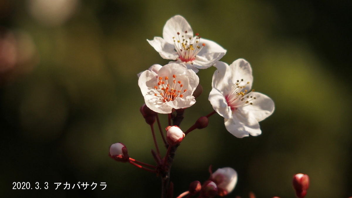 f:id:moritarou3:20200303072414j:plain