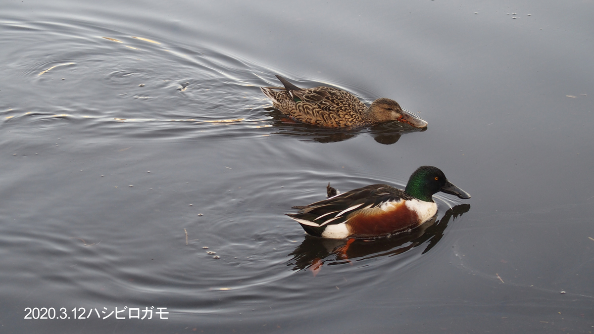 f:id:moritarou3:20200311073320j:plain