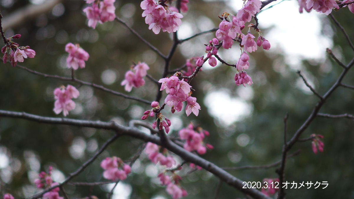 f:id:moritarou3:20200311073859j:plain