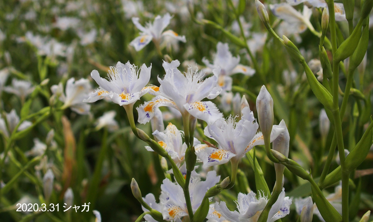 f:id:moritarou3:20200402224140j:plain