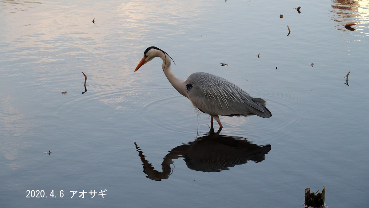 f:id:moritarou3:20200410234419j:plain