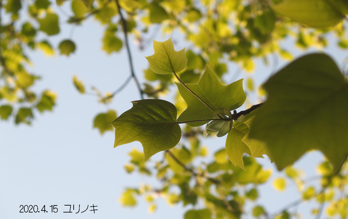 f:id:moritarou3:20200416224939j:plain