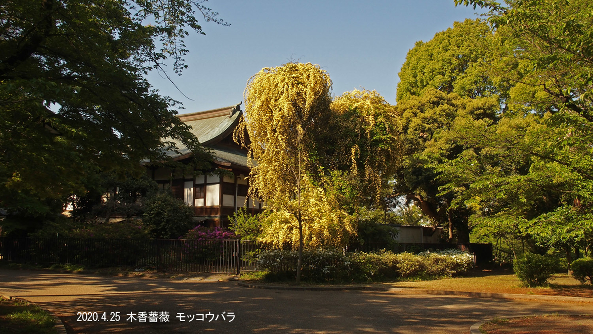f:id:moritarou3:20200425122832j:plain
