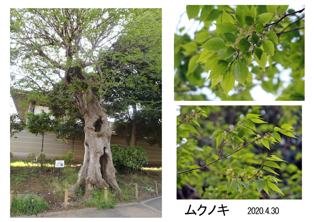f:id:moritarou3:20200501235245j:plain