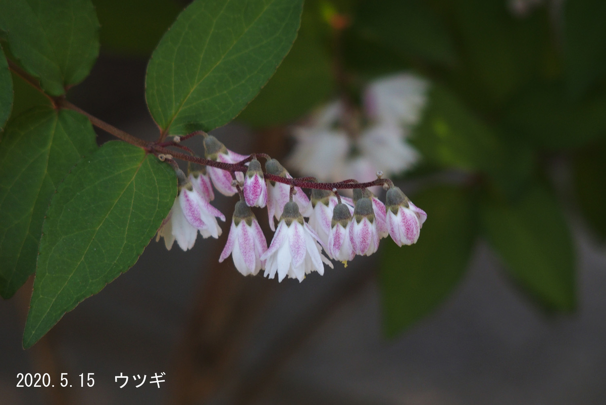 f:id:moritarou3:20200516000817j:plain