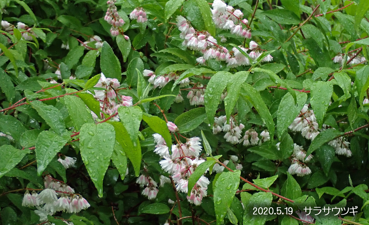 f:id:moritarou3:20200519113059j:plain