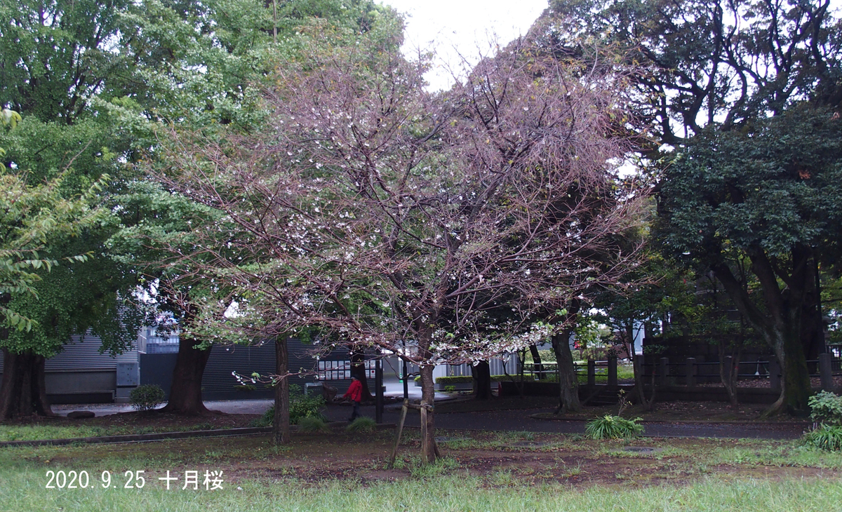f:id:moritarou3:20200925140138j:plain