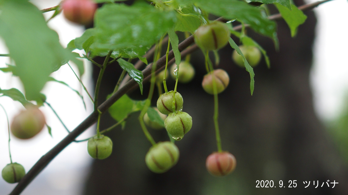 f:id:moritarou3:20200925140159j:plain