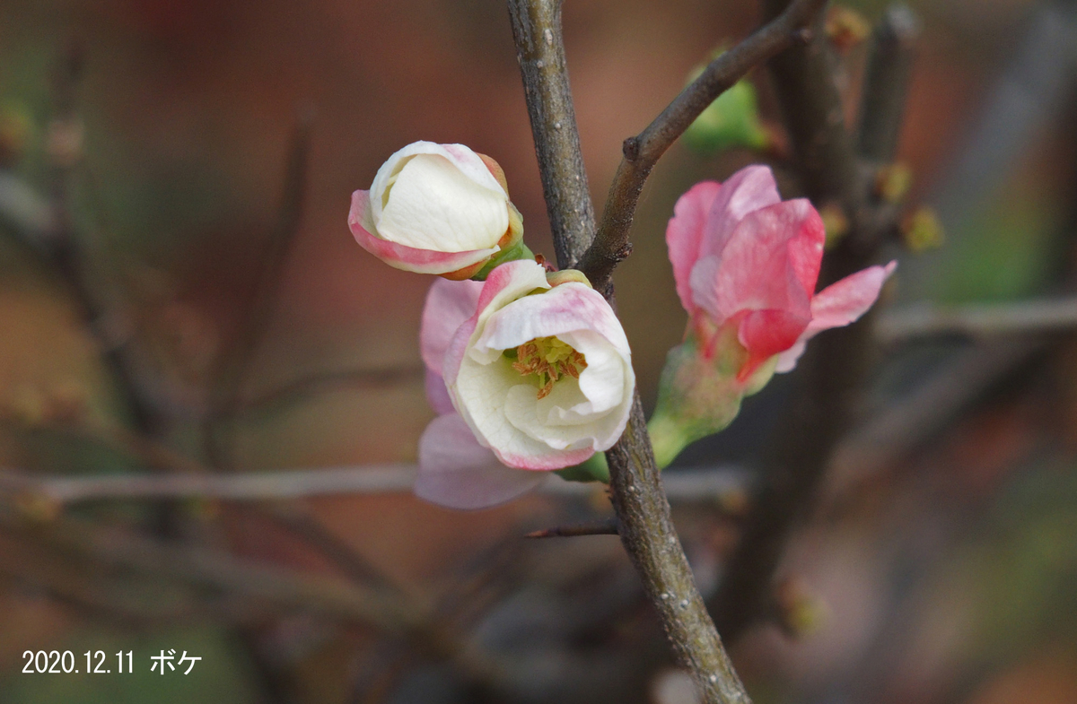 f:id:moritarou3:20201213122749j:plain