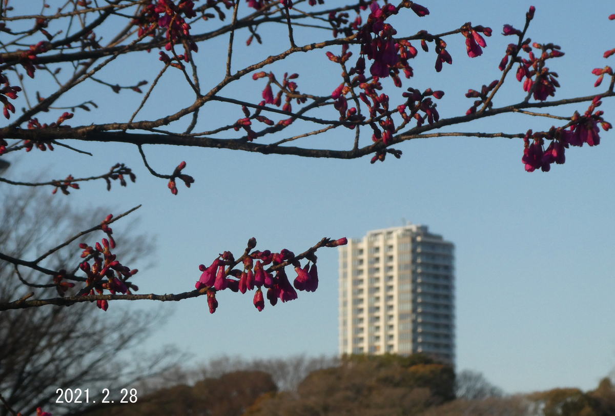 f:id:moritarou3:20210303095439j:plain