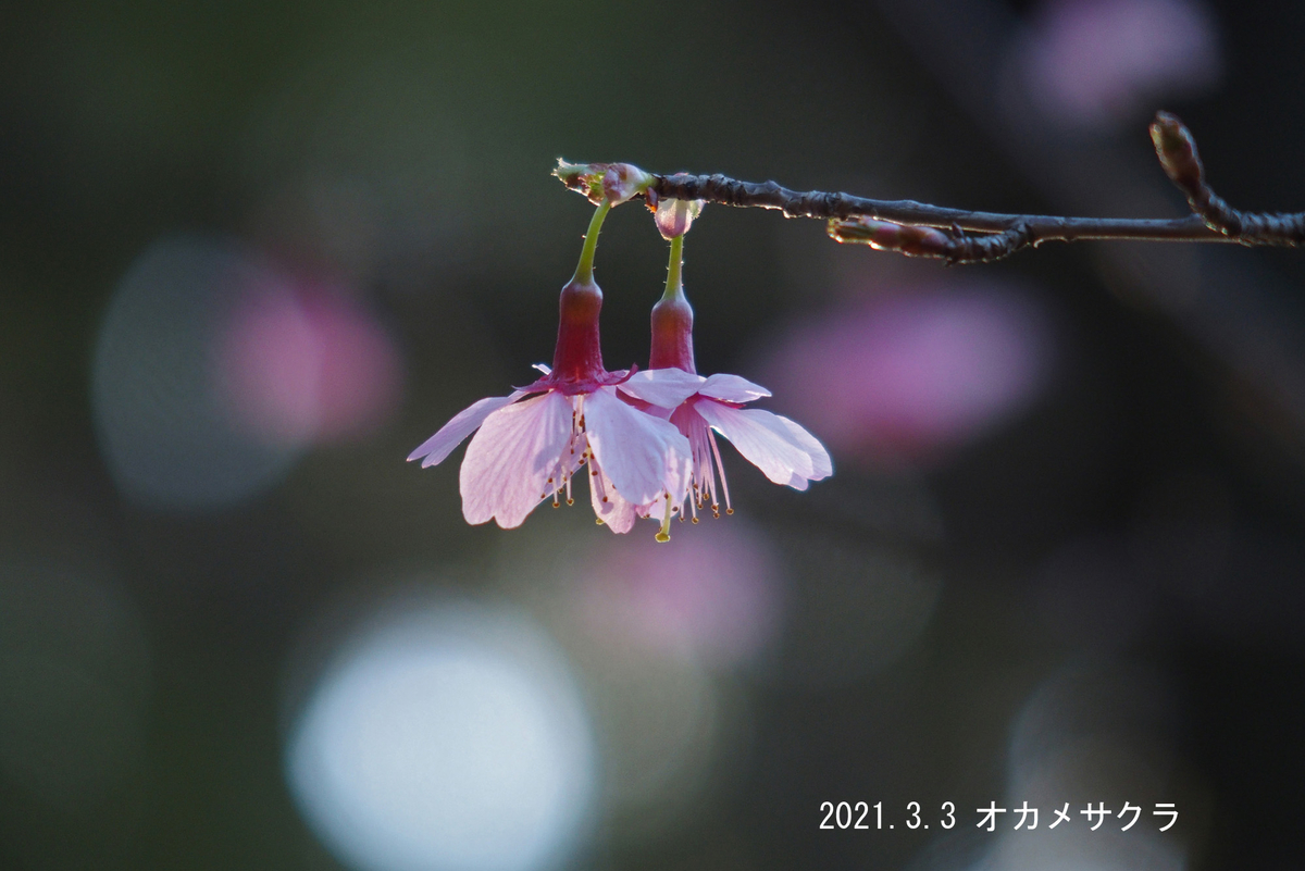 f:id:moritarou3:20210303095612j:plain