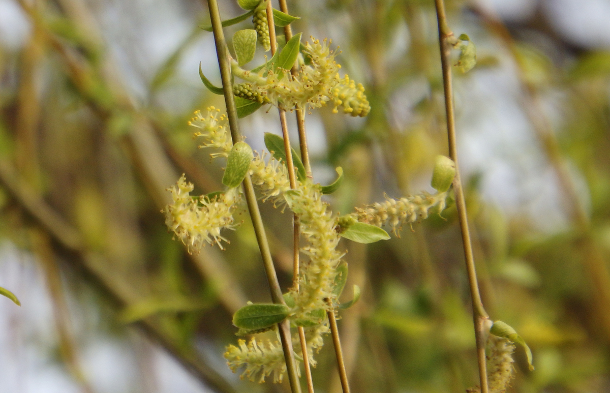 f:id:moritarou3:20210313202106j:plain