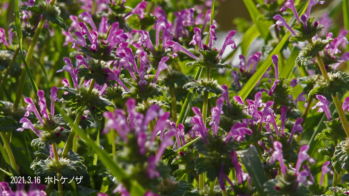 f:id:moritarou3:20210317230647j:plain