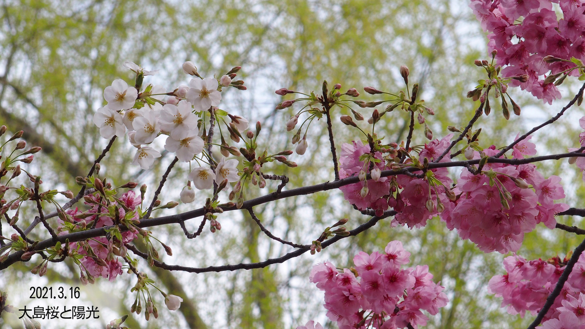 f:id:moritarou3:20210317230722j:plain