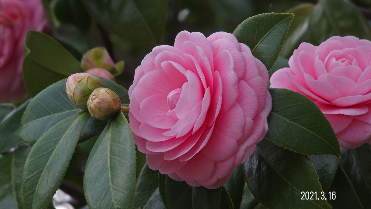 f:id:moritarou3:20210317230740j:plain