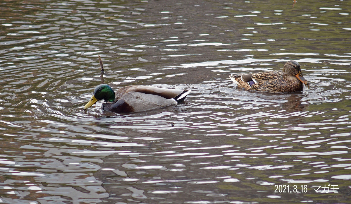 f:id:moritarou3:20210317230912j:plain