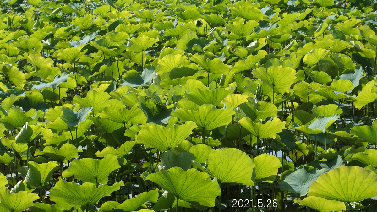 f:id:moritarou3:20210526105838j:plain