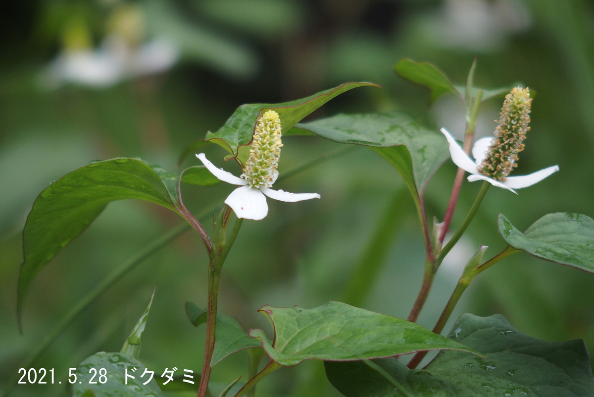 f:id:moritarou3:20210528134426j:plain