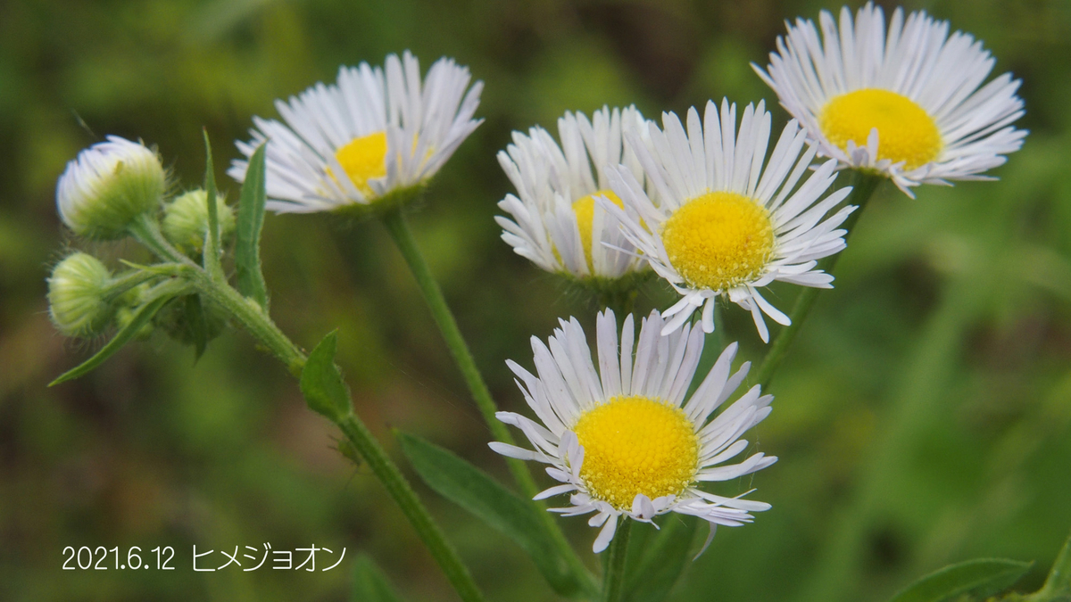 f:id:moritarou3:20210612233723j:plain
