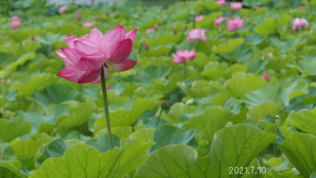f:id:moritarou3:20210711235841j:plain