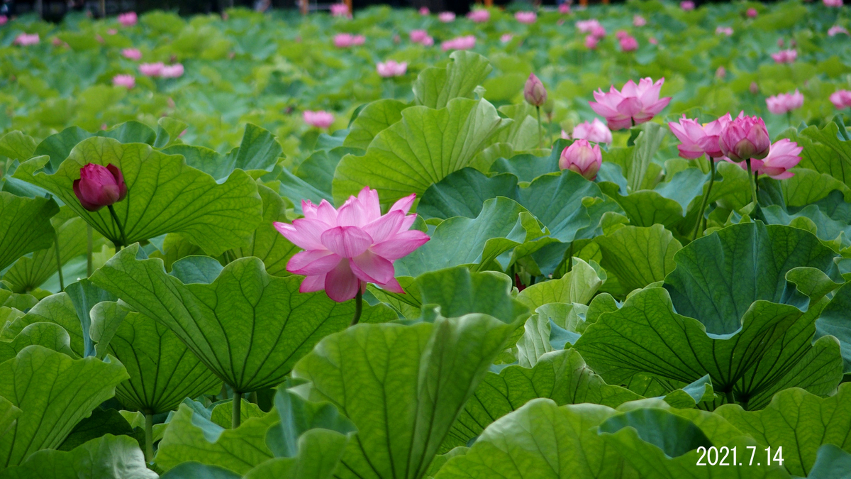 f:id:moritarou3:20210714121847j:plain