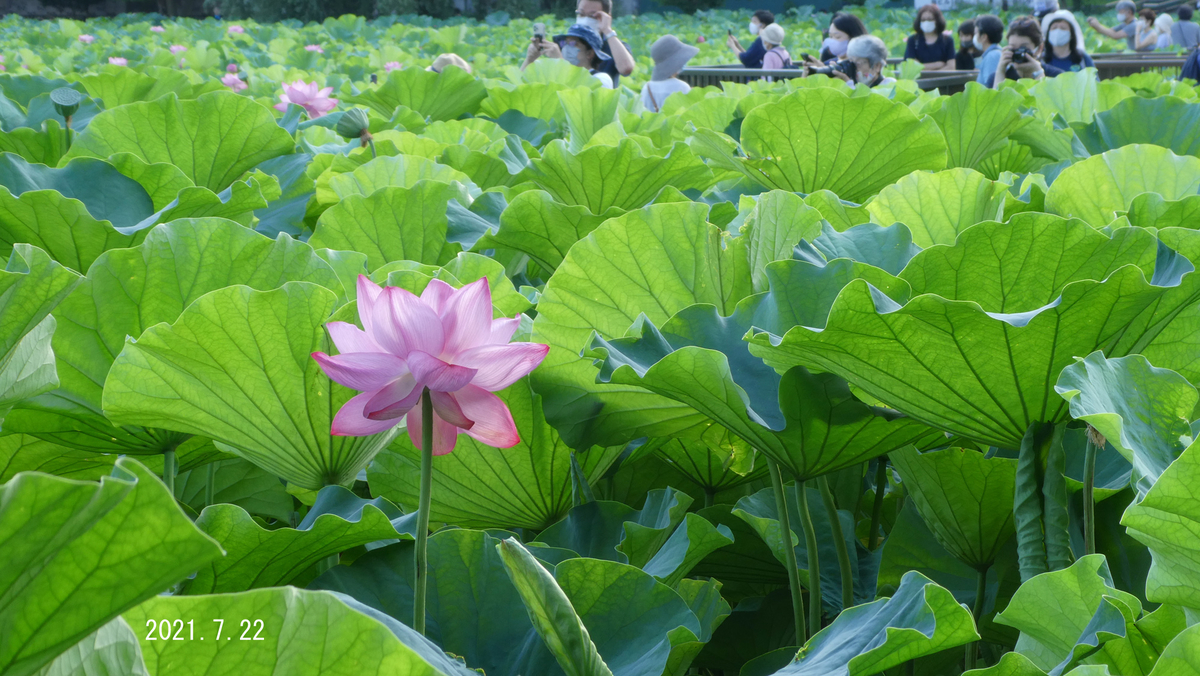 f:id:moritarou3:20210724101710j:plain