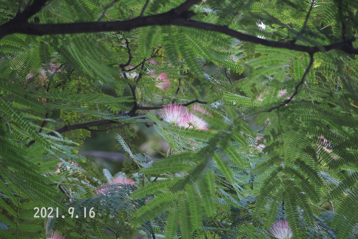 f:id:moritarou3:20210916121531j:plain