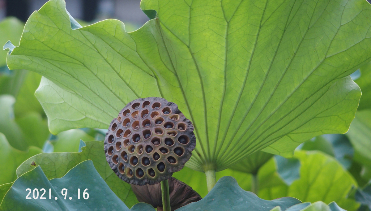 f:id:moritarou3:20210916121627j:plain