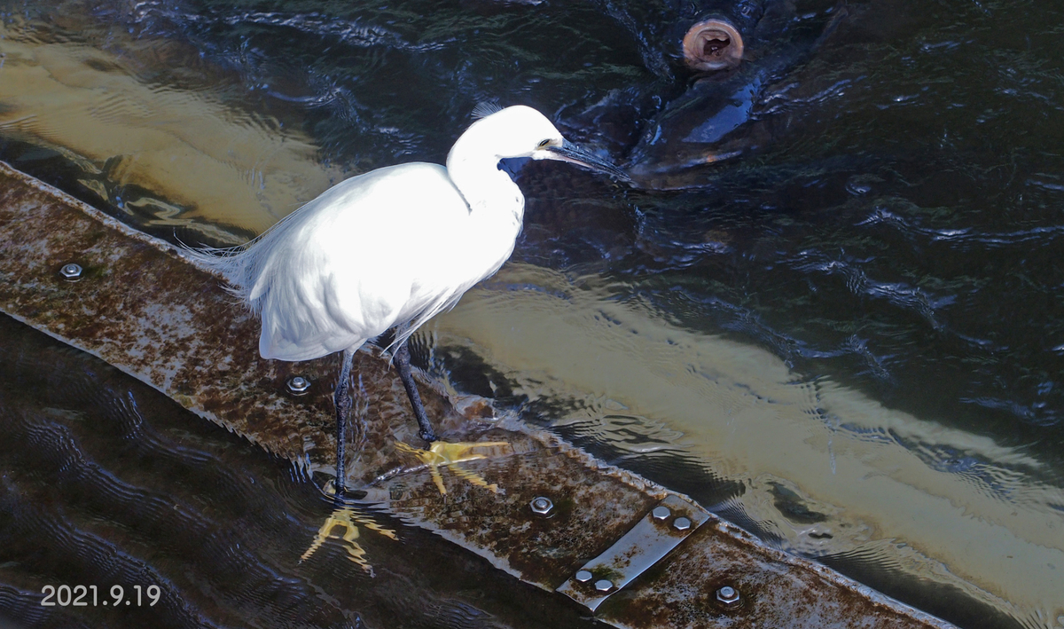 f:id:moritarou3:20210919165230j:plain