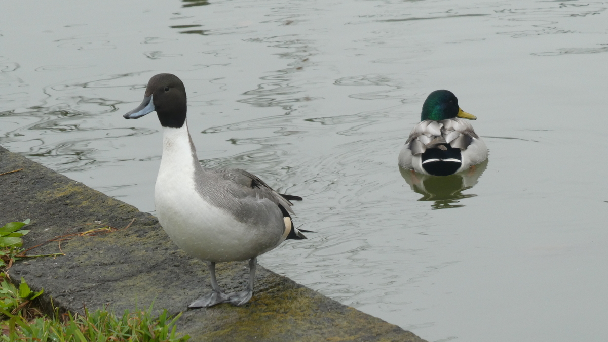 f:id:moritarou3:20211122121114j:plain