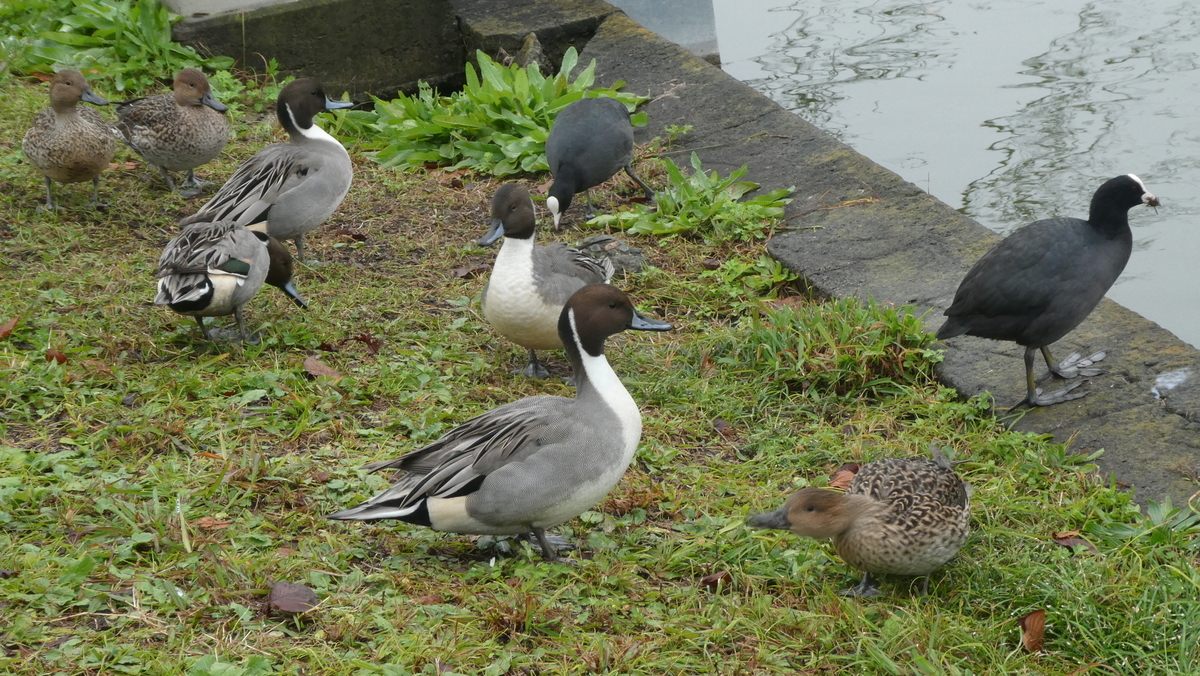 f:id:moritarou3:20211122121143j:plain