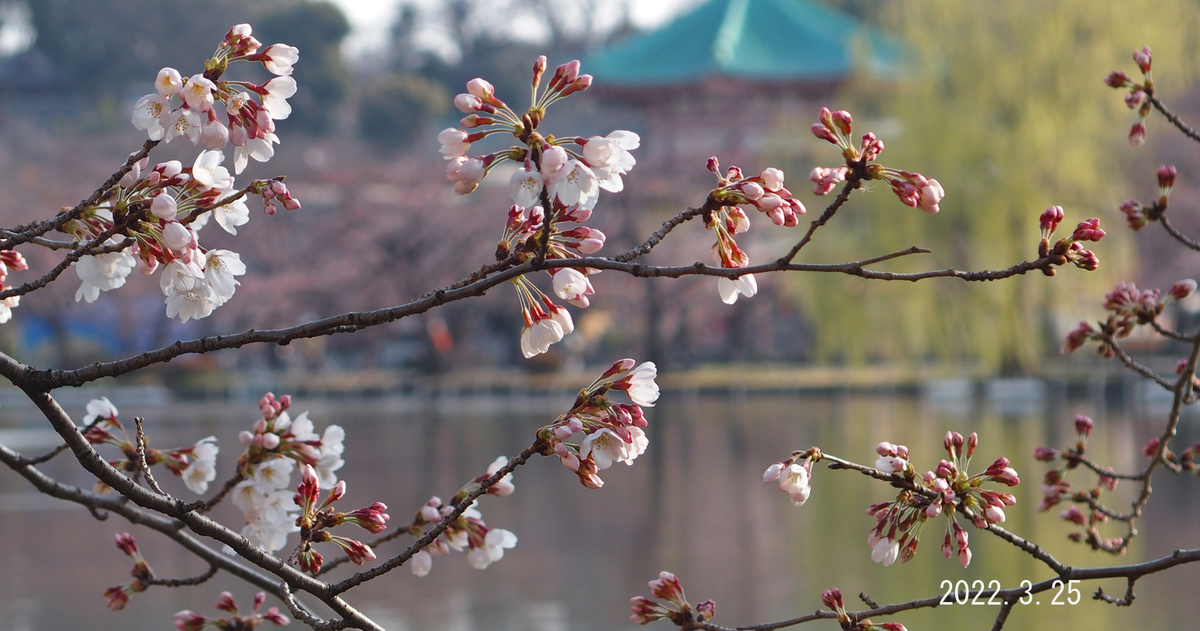 f:id:moritarou3:20220325132227j:plain