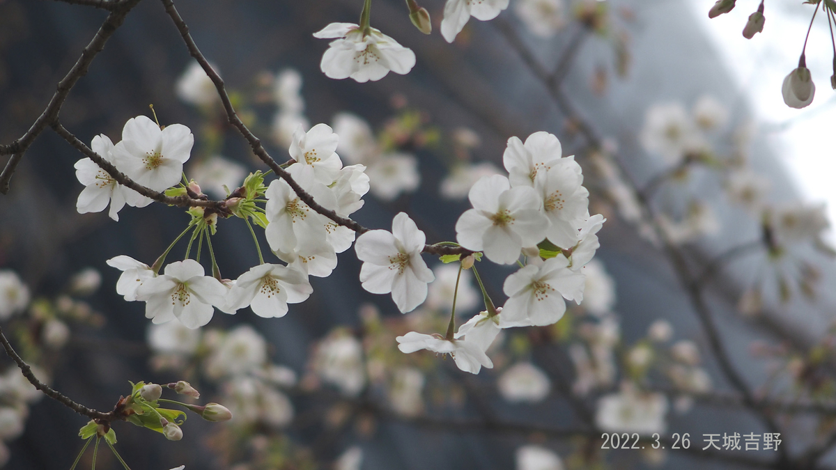 f:id:moritarou3:20220326233239j:plain