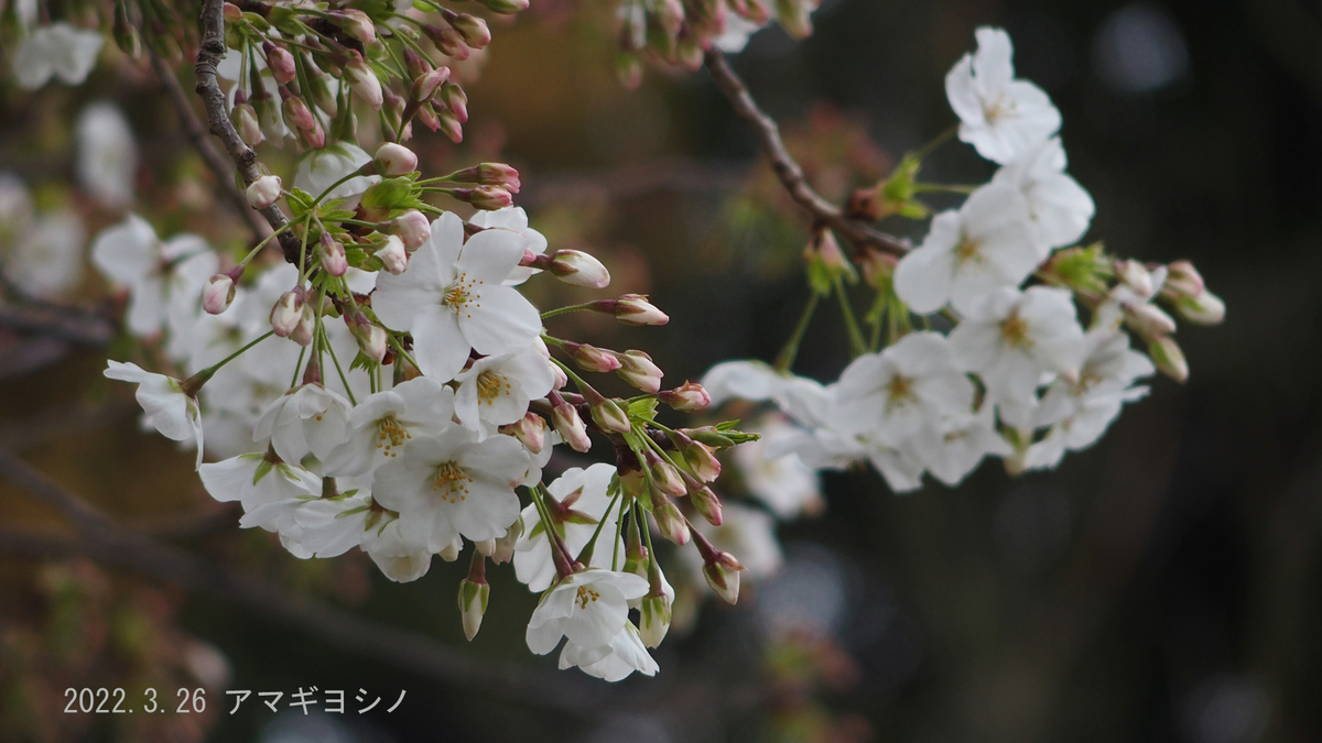 f:id:moritarou3:20220326233303j:plain