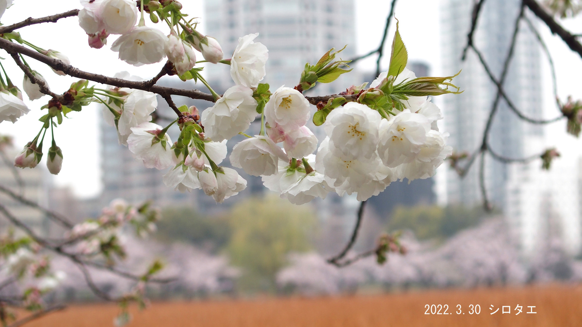 f:id:moritarou3:20220330140648j:plain