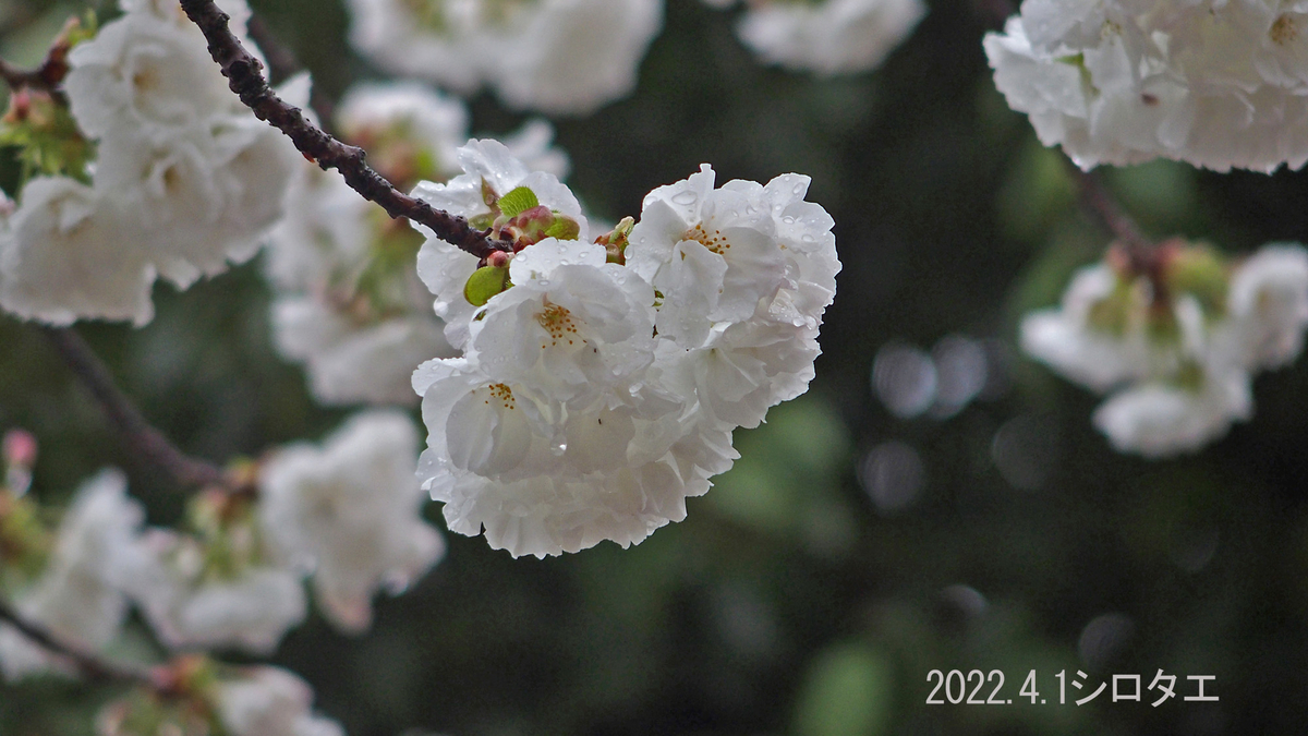 f:id:moritarou3:20220401224702j:plain