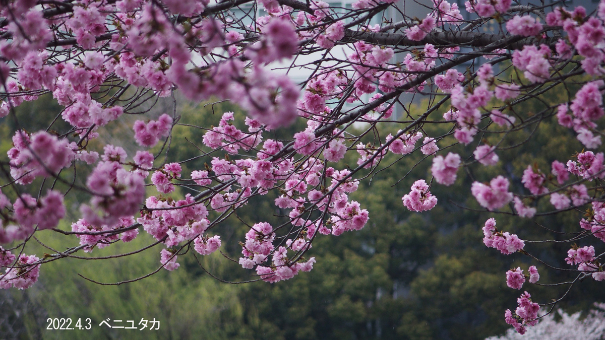f:id:moritarou3:20220403233950j:plain
