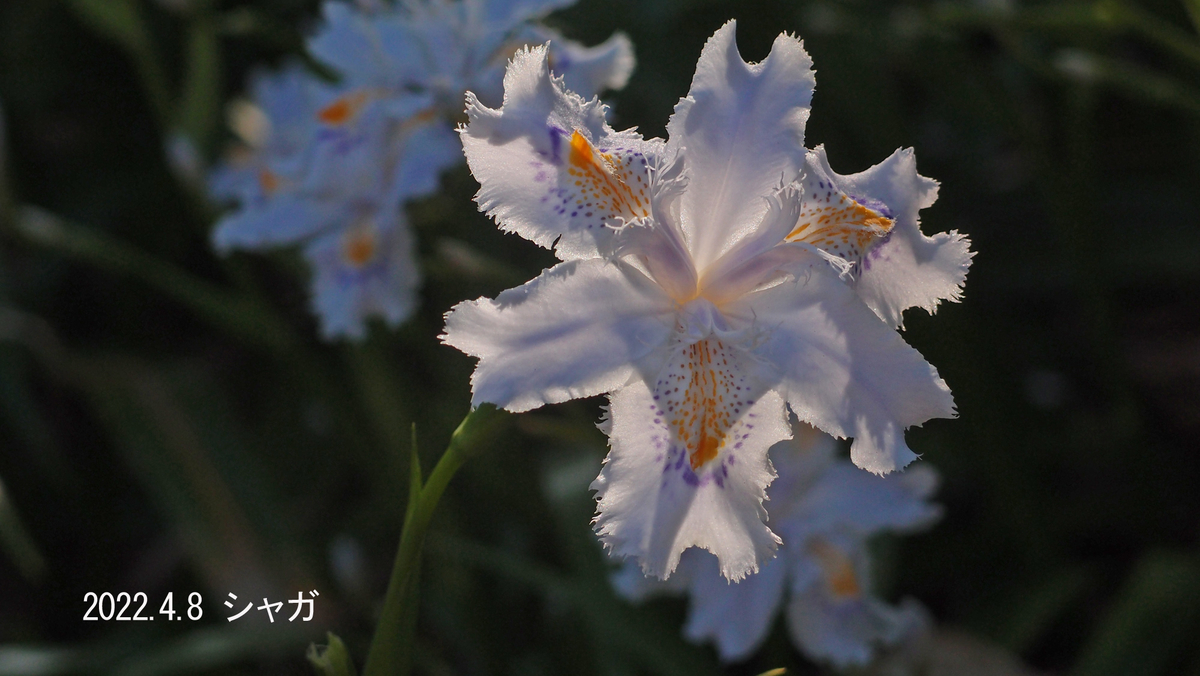 f:id:moritarou3:20220408201402j:plain
