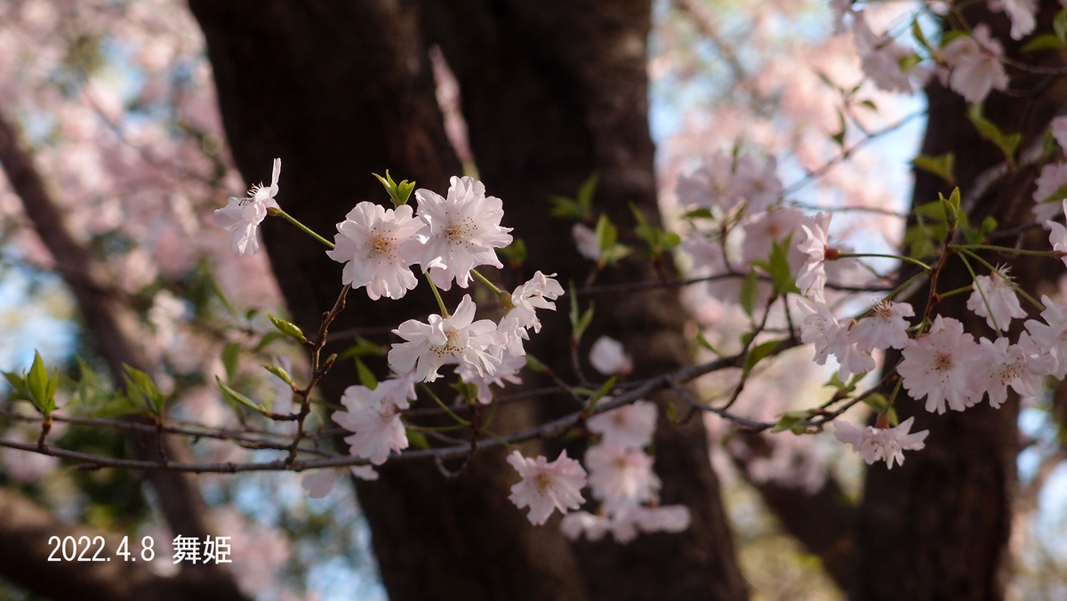 f:id:moritarou3:20220408201547j:plain