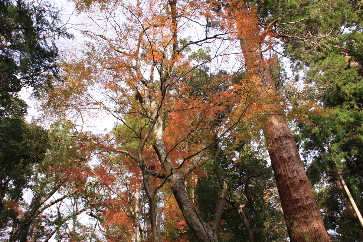 f:id:moritotora:20191215222859j:plain