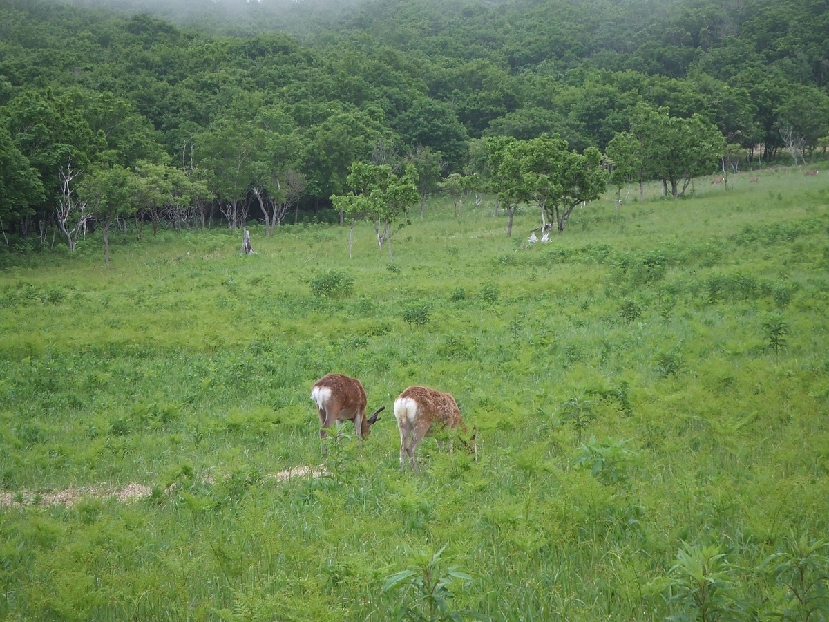 f:id:moritotora:20200525215802j:plain f:id:moritotora:20200525215802j:plain