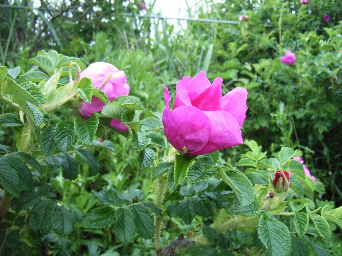 f:id:moritotora:20200526232529j:plain f:id:moritotora:20200526232529j:plain