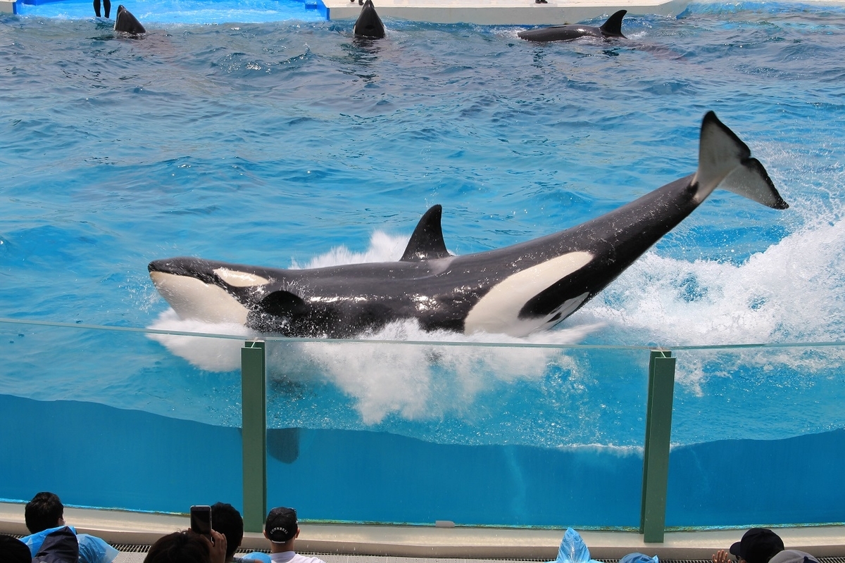 鴨川シーワールドが再開した週末 やっぱり迫力のショーは必見です 子連れm氏の旅行ブログ 鴨川シーワールドが再開した週末 やっぱり迫力のショーは必見です 子連れm氏の旅行ブログ