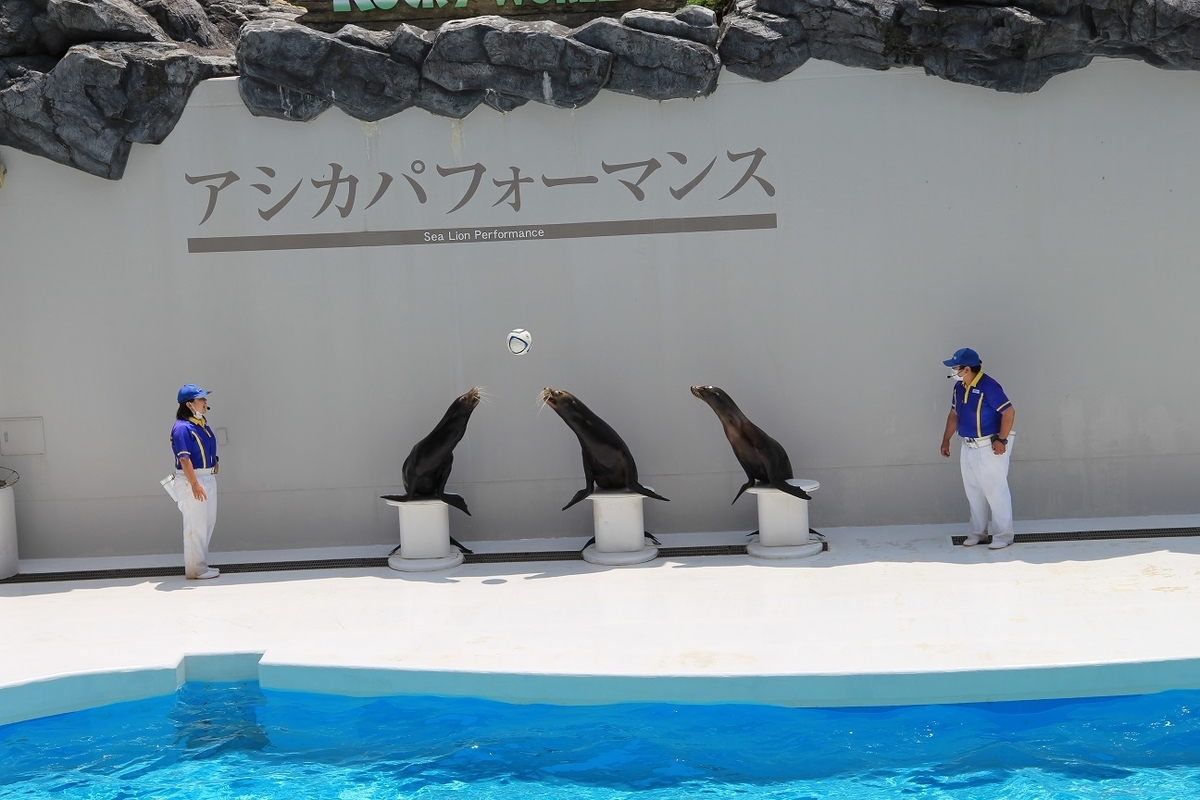 f:id:moritotora:20200607195049j:plain