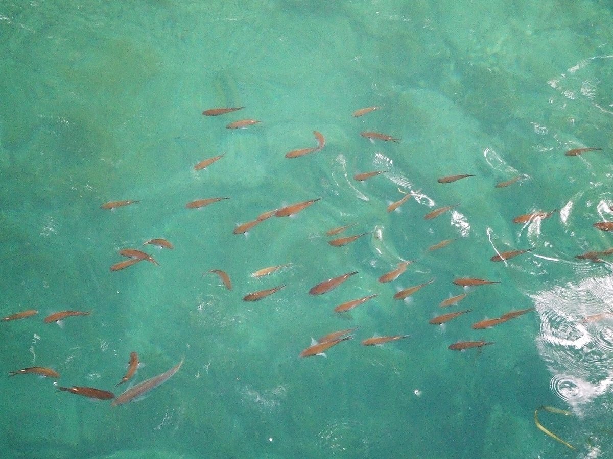 f:id:moritotora:20210804211107j:plain