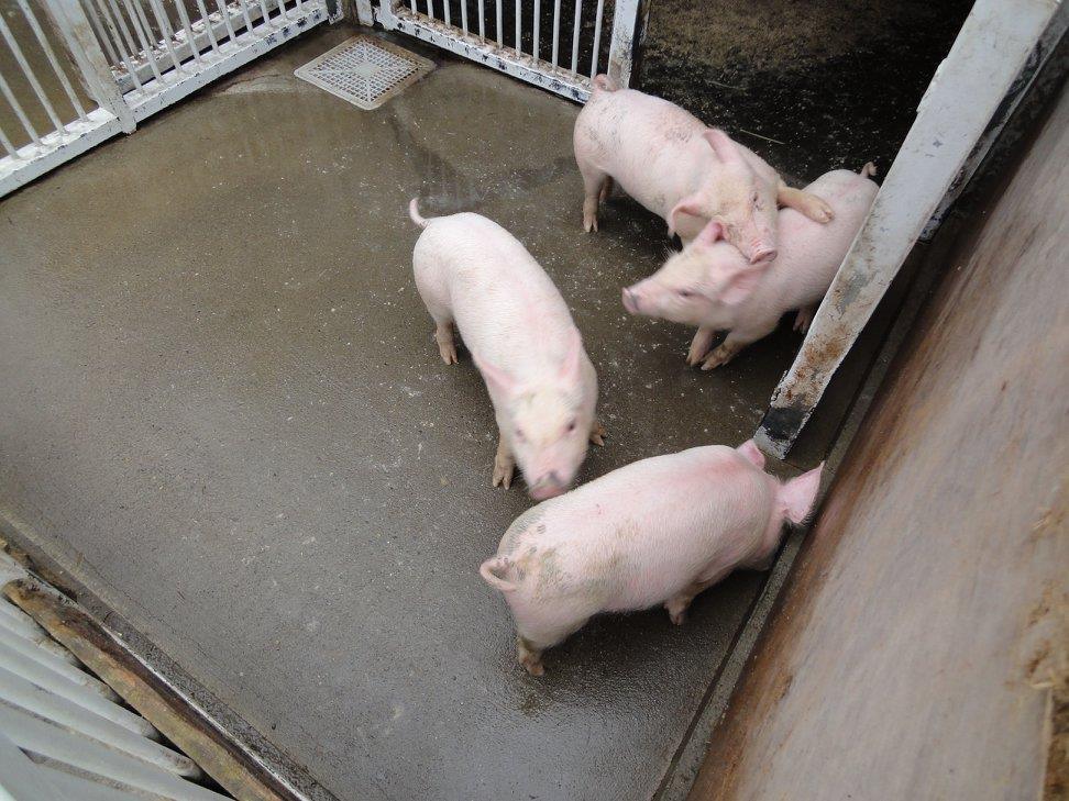 f:id:moritotora:20210901204128j:plain