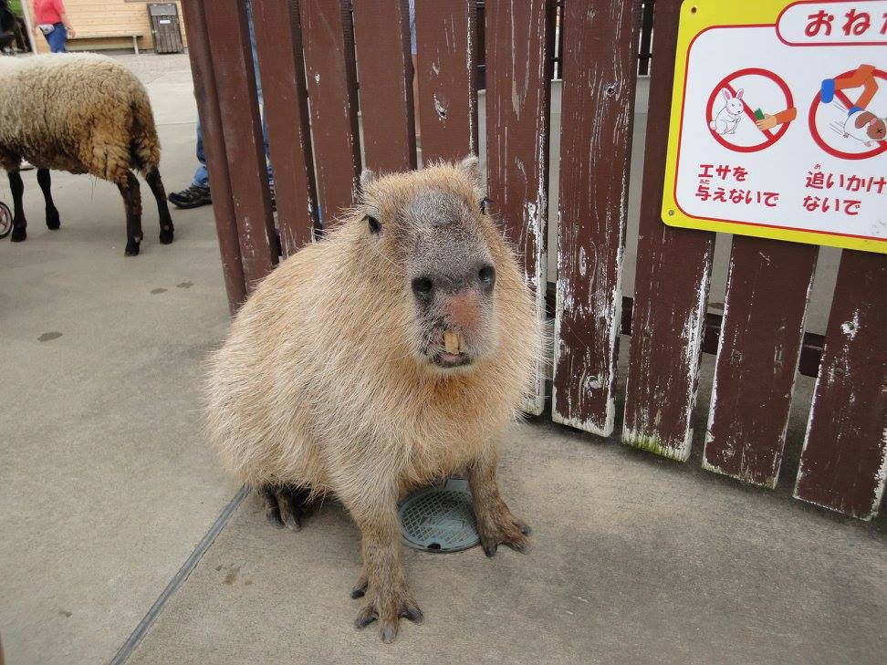 f:id:moritotora:20210901204136j:plain